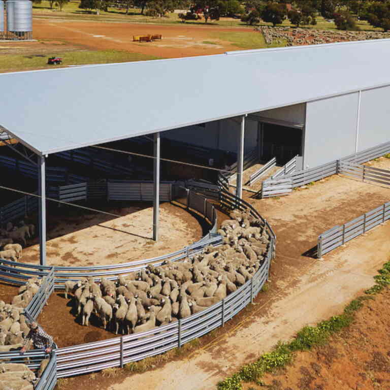 Shearing Shed Safety | Heiniger Australia